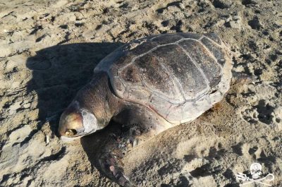 Il mare restituisce due grandi tartarughe morte a San Cataldo e alle Cesine - Corriere Salentino