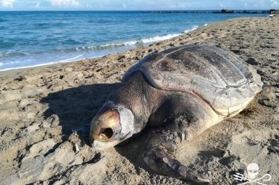 Ritrovate le carcasse di due tartarughe Caretta lungo il litorale salentino - Corriere Salentino