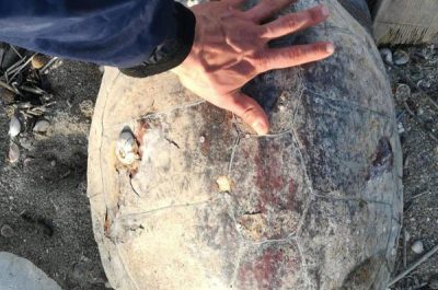 Ritrovate le carcasse di due tartarughe Caretta lungo il litorale salentino - Corriere Salentino