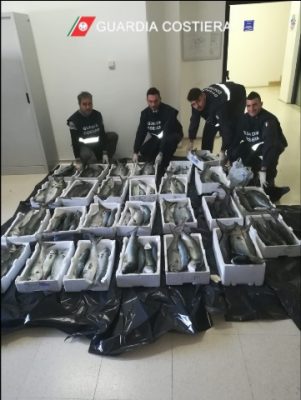 Prodotto ittico sprovvisto di tracciabilità: sequestrati centotrenta chilogrammi di pesce "Serra" - Corriere Salentino