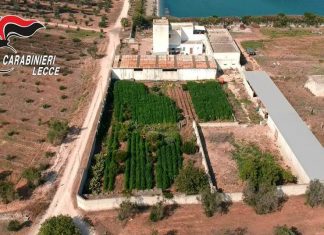 Maxi serra di marijuana realizzata in una fattoria: inflitti 2 anni e 4 mesi al coltivatore