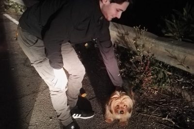 York, un concentrato di pelo e tenerezza salvato sulla Leuca - Morciano - Corriere Salentino