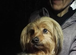 York, un concentrato di pelo e tenerezza salvato sulla Leuca – Morciano