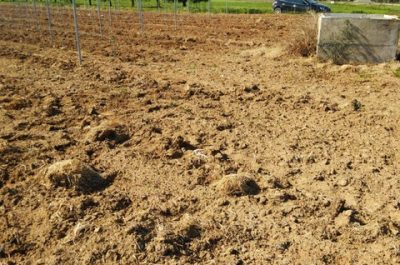 Assalto ai vigneti del Salento, Coldiretti: si moltiplica la conta dei danni - Corriere Salentino