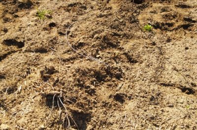 Assalto ai vigneti del Salento, Coldiretti: si moltiplica la conta dei danni - Corriere Salentino