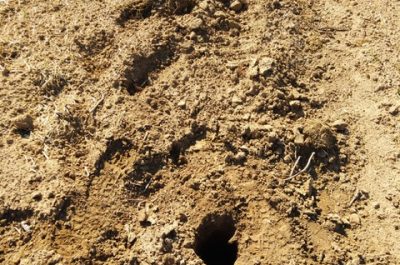 Assalto ai vigneti del Salento, Coldiretti: si moltiplica la conta dei danni - Corriere Salentino