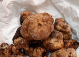 Si scrive tartufo, si legge opportunità per agricoltura. A Caprarica una forte concentrazione
