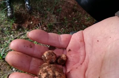 Si scrive tartufo, si legge opportunità per agricoltura. A Caprarica una forte concentrazione - Corriere Salentino