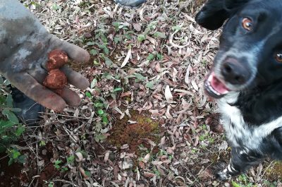 Si scrive tartufo, si legge opportunità per agricoltura. A Caprarica una forte concentrazione - Corriere Salentino