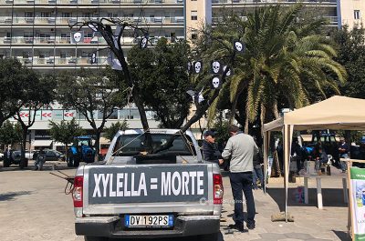 Xylella: agricoltori in piazza a Lecce. Emiliano:“Al Premier Conte chiediamo 500 milioni di euro” - Corriere Salentino