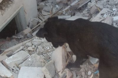Tommy ora corre sul Ponte: addio al cane eroe dei terremoti nel centro Italia - Corriere Salentino