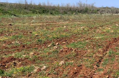 Xylella, Coldiretti:rubate piante immuni - Corriere Salentino