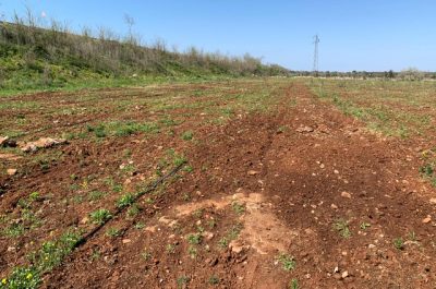 Xylella, Coldiretti:rubate piante immuni - Corriere Salentino