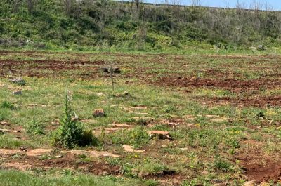 Xylella, Coldiretti:rubate piante immuni - Corriere Salentino