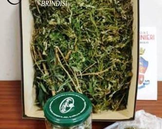 In casa nascondeva droga e una pistola: arrestato un elettricista - Corriere Salentino