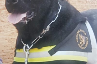 Tommy ora corre sul Ponte: addio al cane eroe dei terremoti nel centro Italia - Corriere Salentino