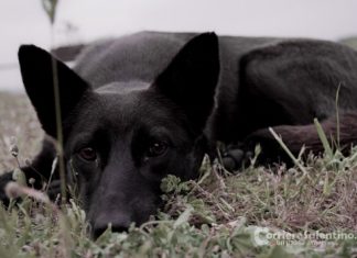 Domani Microchip gratuito a Martano