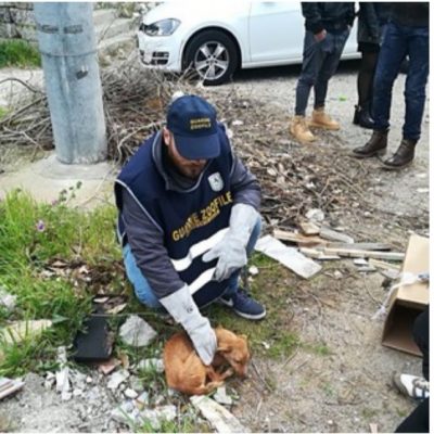 Un altro cucciolo abbandonato in un cartone a Nardò, beccato il responsabile - Corriere Salentino