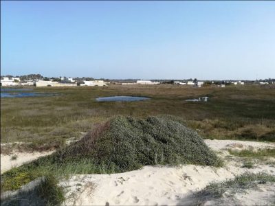 Piano Comunale delle Coste, il geologo: “Interventi urgenti: basta sbancare dune” - Corriere Salentino