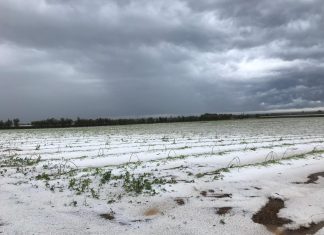 Il decreto emergenze agricole è legge