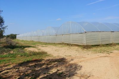 Nel Salento cresce la prima coltivazione di Moringa - Corriere Salentino