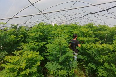 Nel Salento cresce la prima coltivazione di Moringa - Corriere Salentino