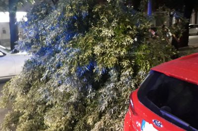Grosso ramo si spezza e si abbatte su un'auto in sosta: tragedia sfiorata nel centro di Lecce - Corriere Salentino