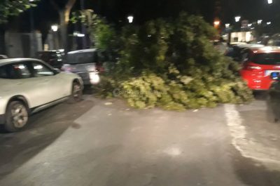 Grosso ramo si spezza e si abbatte su un'auto in sosta: tragedia sfiorata nel centro di Lecce - Corriere Salentino