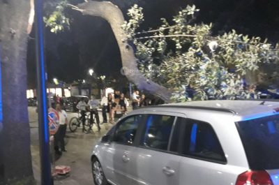 Grosso ramo si spezza e si abbatte su un'auto in sosta: tragedia sfiorata nel centro di Lecce - Corriere Salentino