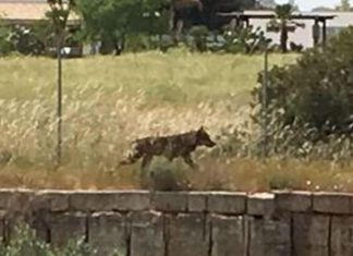 Il grande ritorno della fauna selvatica nel Salento