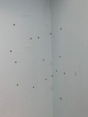 Camera mortuaria del Fazzi, muffe e aria irrespirabile: segnalazioni e proteste ai carabinieri - Corriere Salentino