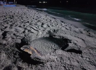 Il Salento della Caretta Caretta. Due nidi in poche ore sul litorale Ionico