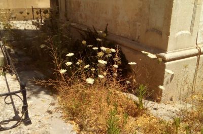 Andrea Guido: “Cimitero comunale in completo stato di abbandono, degrado e sporcizia hanno preso il sopravvento” - Corriere Salentino