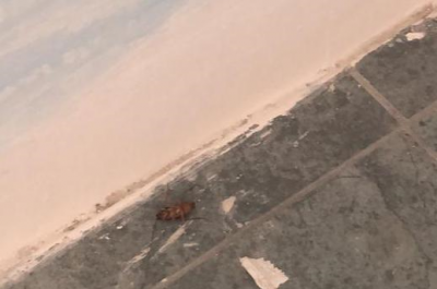 Guardia medica a Lecce, la denuncia dello “Sportello dei Diritti”: Lavori in corso e blatte mentre l’utenza è in attesa - Corriere Salentino