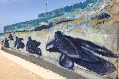 "Tartarughe e libertà", al via oggi la V stagione de La Terrazza “Tutti al mare!” di San Foca - Corriere Salentino