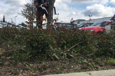 Sbarca nel Salento il pirodiserbo, l’alternativa agli erbicidi per contadini ed enti pubblici - Corriere Salentino