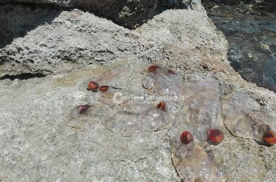 Tricase Porto, bagnanti invasi da strane creature - Corriere Salentino