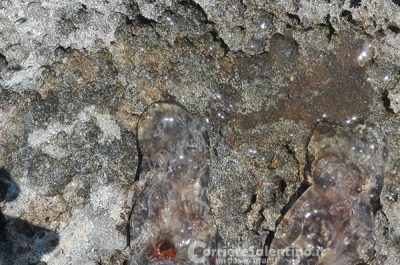 Tricase Porto, bagnanti invasi da strane creature - Corriere Salentino