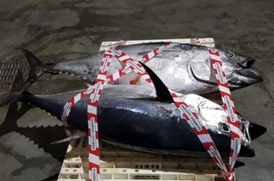 Pesca di frodo a Castro, sequestrato un quintale di tonno rosso - Corriere Salentino