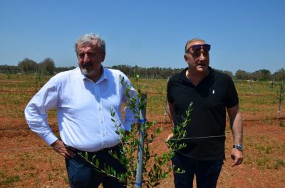 Xylella, Emiliano in visita nei campi sperimentali: nuove speranze per il paesaggio salentino - Corriere Salentino