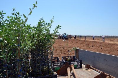 Xylella, Emiliano in visita nei campi sperimentali: nuove speranze per il paesaggio salentino - Corriere Salentino