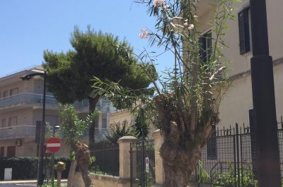Oleandri affetti da Xylella, iniziate le operazioni di potatura nel rione San Lazzaro di Lecce - Corriere Salentino