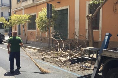 Oleandri affetti da Xylella, iniziate le operazioni di potatura nel rione San Lazzaro di Lecce - Corriere Salentino