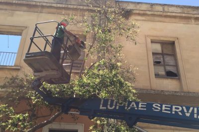 Oleandri affetti da Xylella, iniziate le operazioni di potatura nel rione San Lazzaro di Lecce - Corriere Salentino