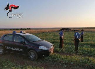 I lavoratori incrociano le braccia nei campi e chiamano il 112: “Vogliamo essere pagati”