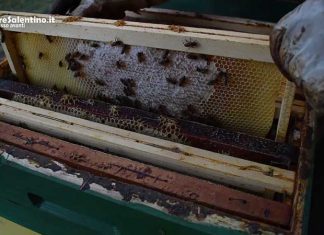 Domenica la festa delle Vie del Miele: ecco le immagini dell’apicoltura artigianale di qualità