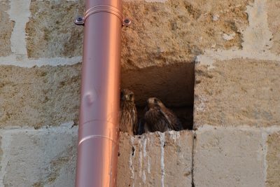 Lieto evento nella Tenuta Quintino: trovati un nido di falchi pellegrini e di upupa - Corriere Salentino