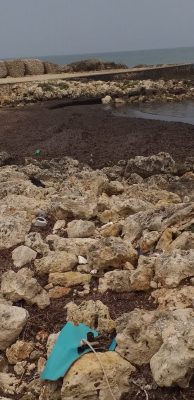 Il calvario delle alghe di Frigole e della Darsena di San Cataldo, vecchi problemi che si ripresentano - Corriere Salentino