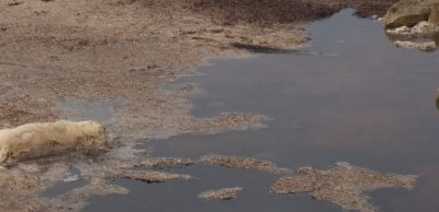 Il calvario delle alghe di Frigole e della Darsena di San Cataldo, vecchi problemi che si ripresentano - Corriere Salentino