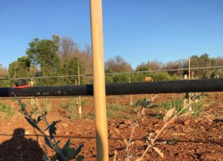 Invasione di cicale e cimici in provincia di Lecce: la denuncia di Coldiretti Lecce